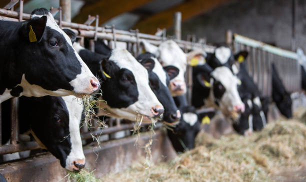 cows eating at a trough