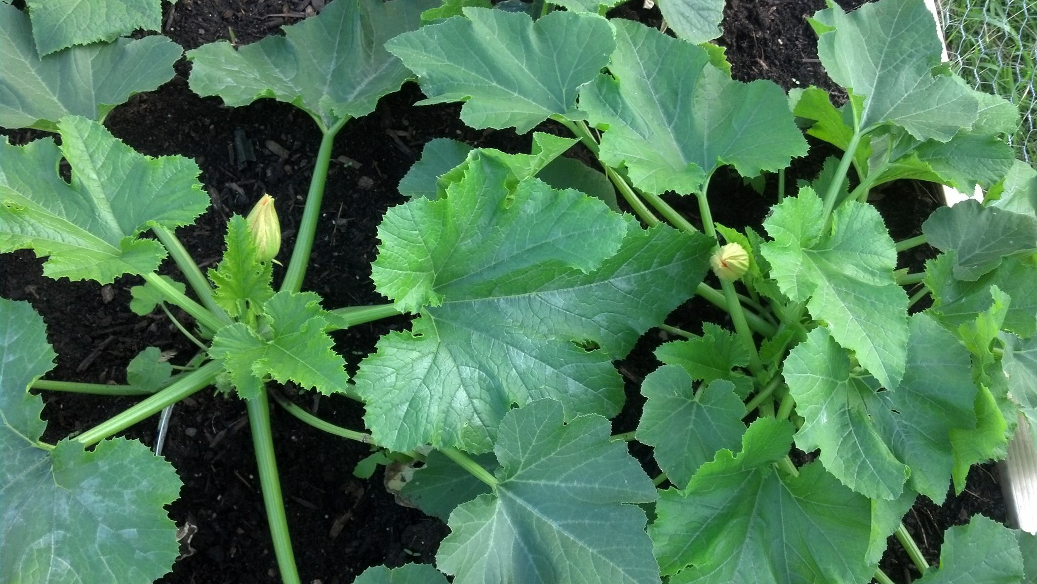 Squash plant