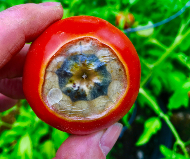 tomato affected by blossom end rot