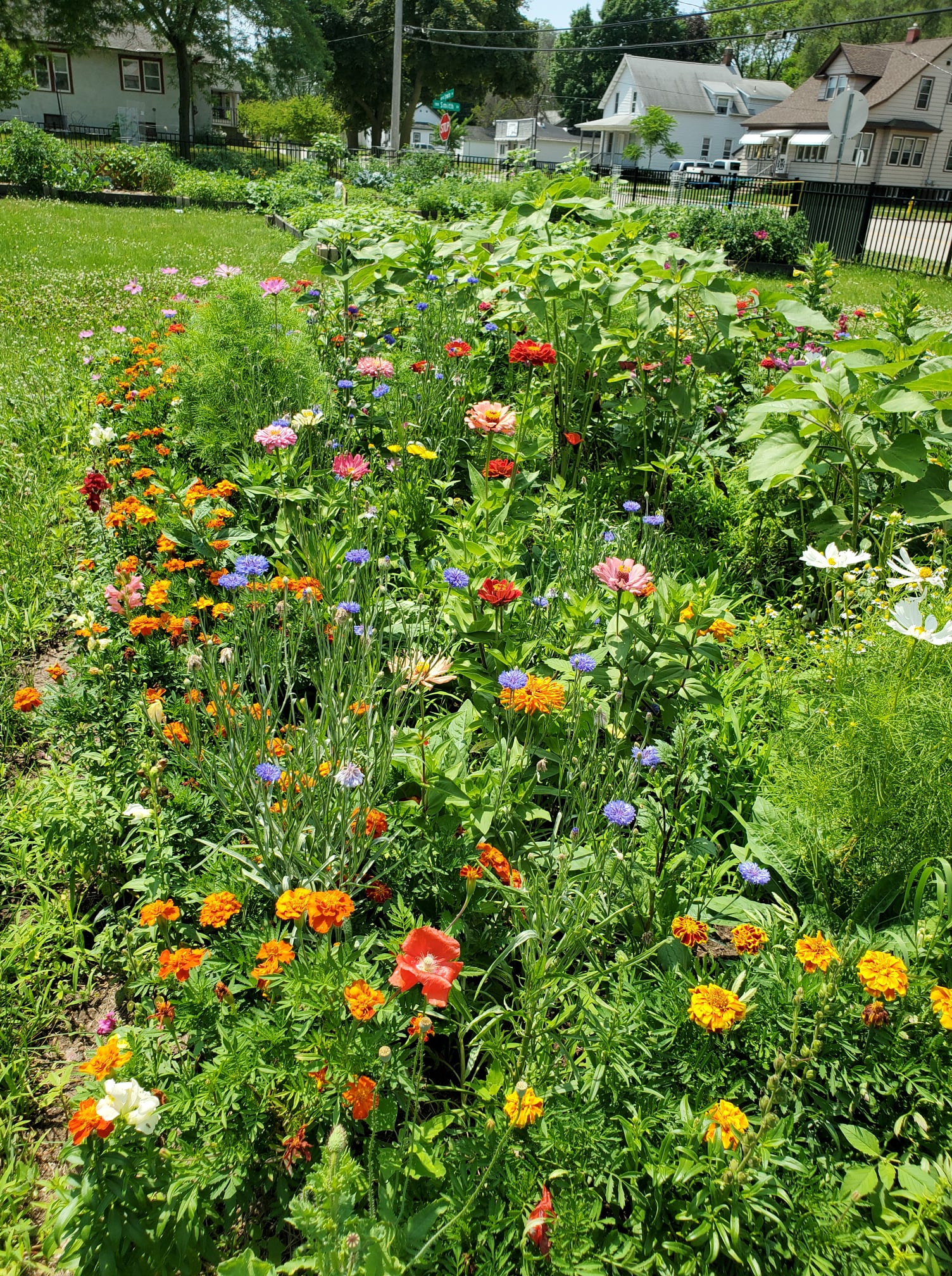 Flowers at community gardens