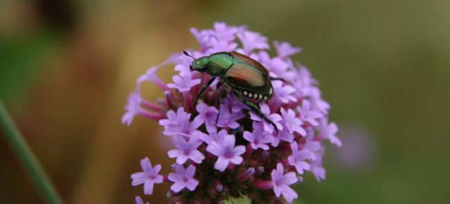 Japanese beetle on a purple flower