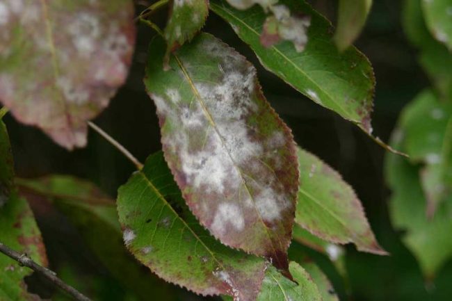 plant infected with powdery mildew