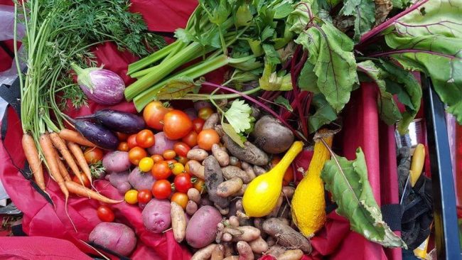 A bunch of carrots, potatoes, egg plants, and greens.
