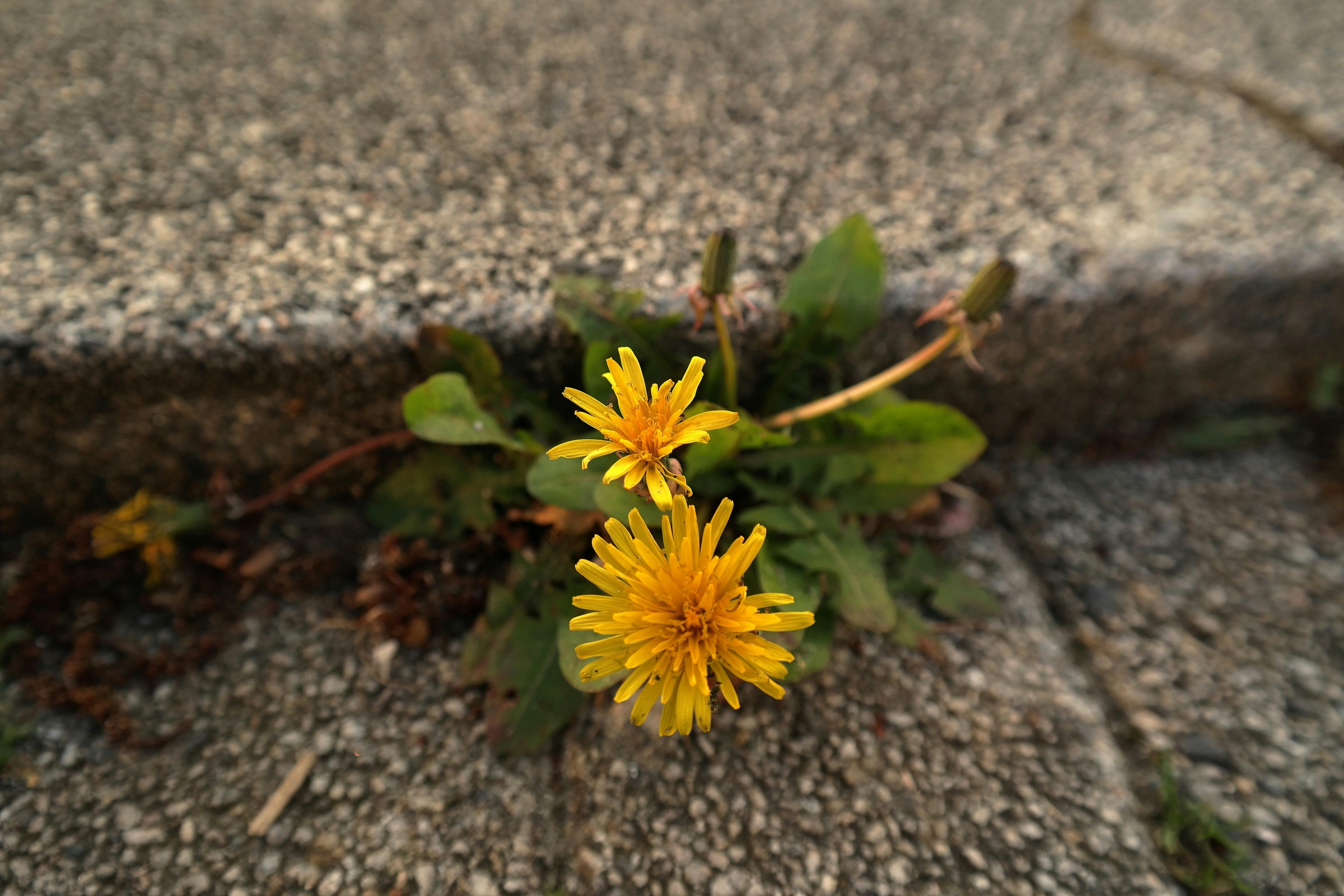 Dandelions on sidewalk.