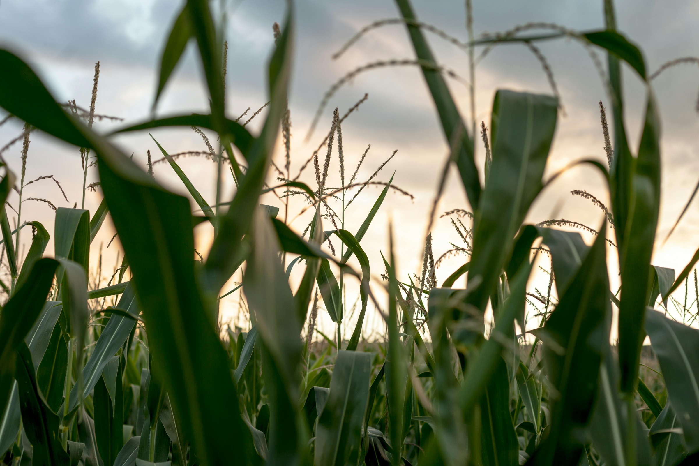 corn field