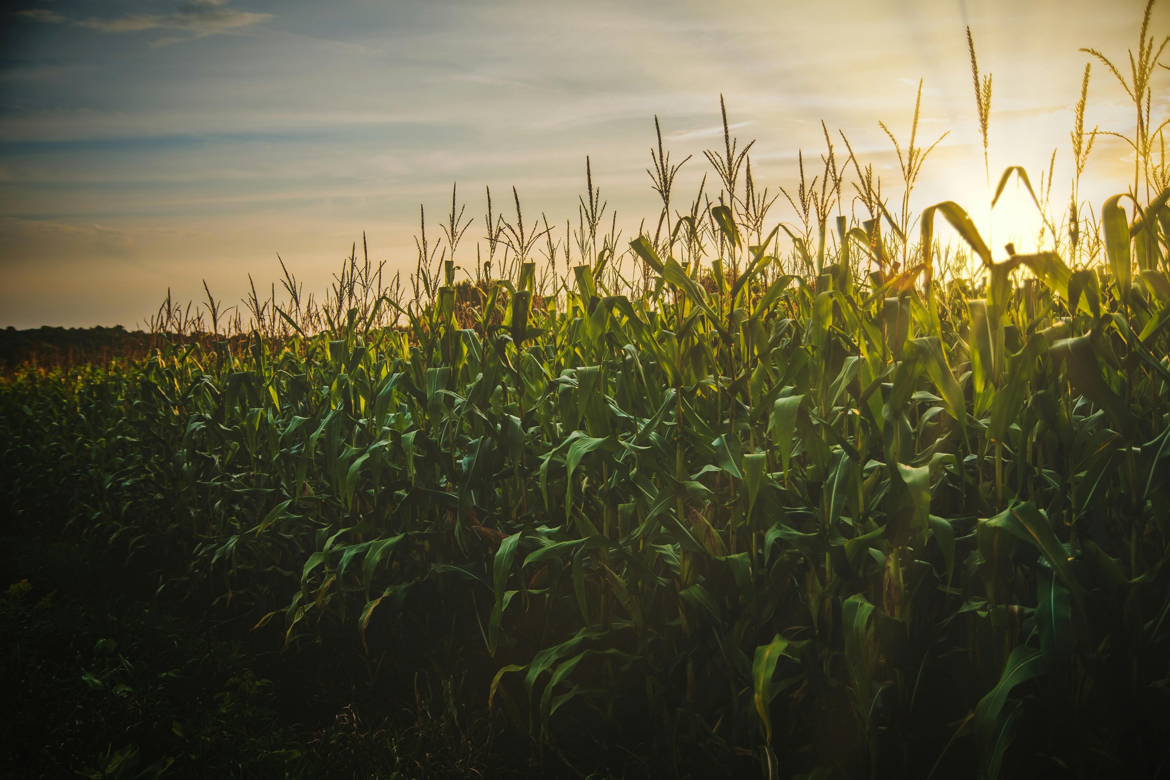 Sun setting over a corn field.